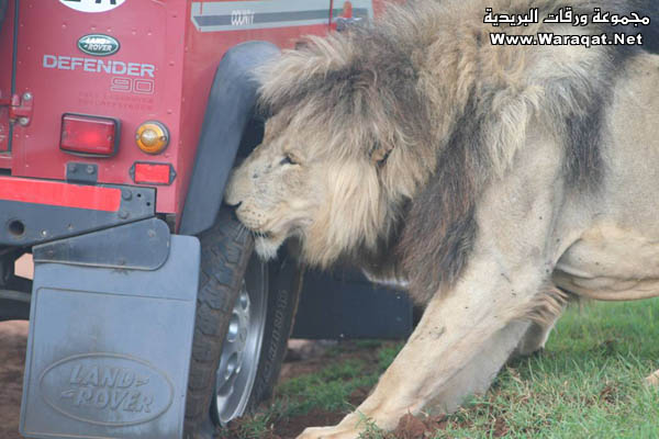 الشاطر فيكم ينزل ويغير الكفر !!! Lion_car1