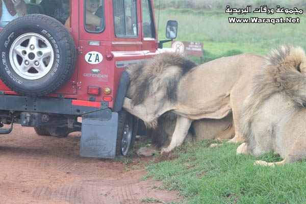 الشاطر فيكم ينزل ويغير الكفر !!! Lion_car2