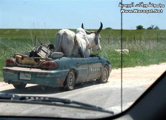 صور  تكفى لا تفوتك Thoor_car2