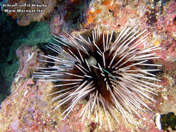 عالم البحار Underwater_photo5