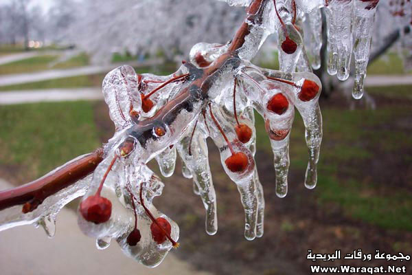 لا تفوتكم شجرة الكرز في فصل الشتاء .. عجيبة جداً Cherry-tree1