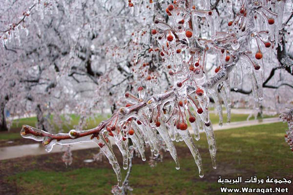 لا تفوتكم شجرة الكرز في فصل الشتاء .. عجيبة جداً Cherry-tree2