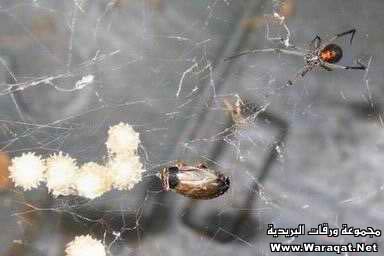 إن أوٍهـنـ آلبيـوٍت لـ..بيـت آلعنكبــوت Spider_qw10