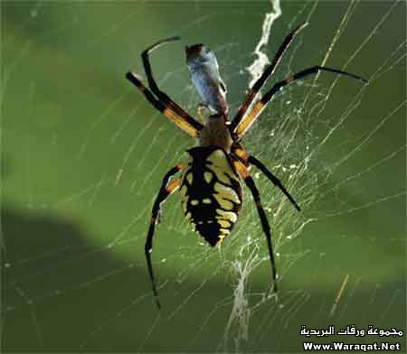 بالصور : عالم العناكب   عالم غريب وعجيب ومخيف سبحان الله  Spider_qw12