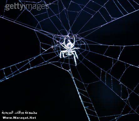 إن أوٍهـنـ آلبيـوٍت لـ..بيـت آلعنكبــوت Spider_qw19