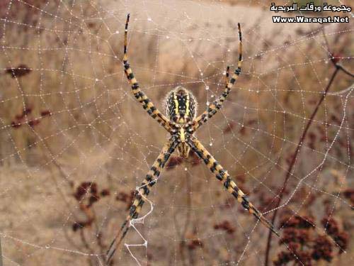 كل ماتريد أن تعرفه عن العنكبوت Spider_qw20