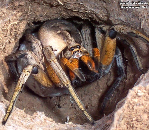 كل ماتريد أن تعرفه عن العنكبوت Spider_qw6