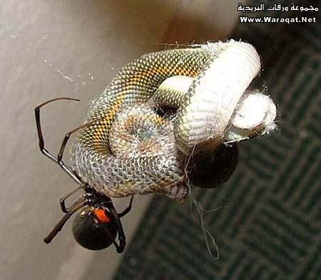 كل ماتريد أن تعرفه عن العنكبوت Spider_qw9