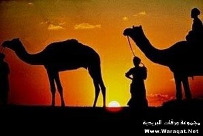 حديقة حيوانات المركز الدولى  Camel-1