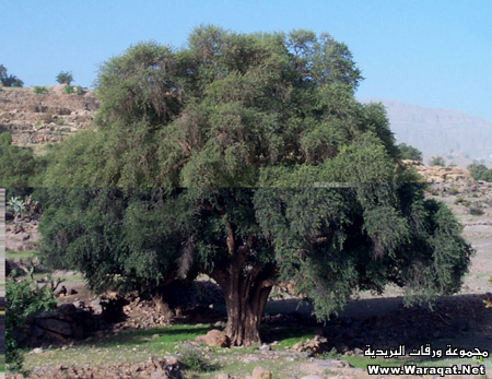 شـجرة مغربية عجيبة تحافظ على البيئة ليست فى العالم أجمع Sq_argan1