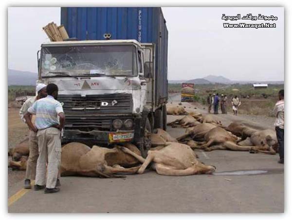 أغرب حادث للجمال في أثيوبيا Camel-accedent1