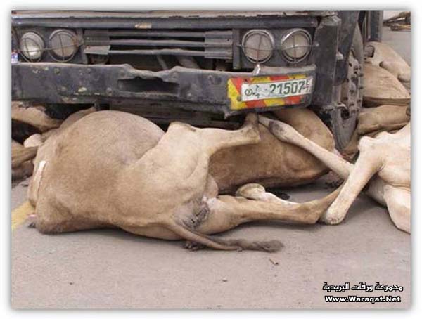 أغرب حادث للجمال في أثيوبيا Camel-accedent2