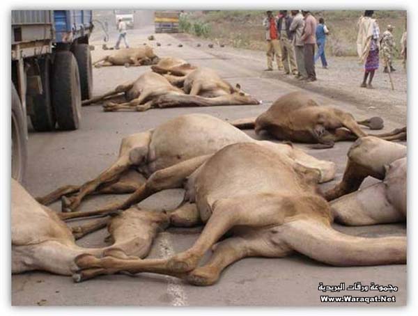 أغرب حادث للجمال في أثيوبيا Camel-accedent3