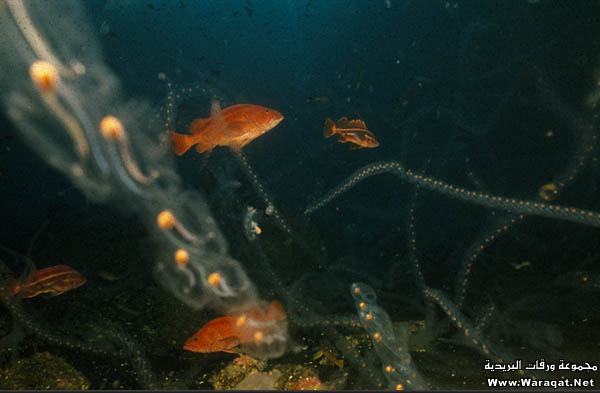 صور من اعماق البحار ....... صور رووووووعة Underwater_1