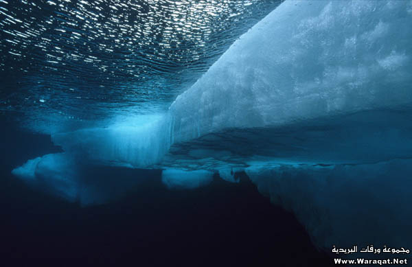 صور من اعماق البحار ....... صور رووووووعة Underwater_10