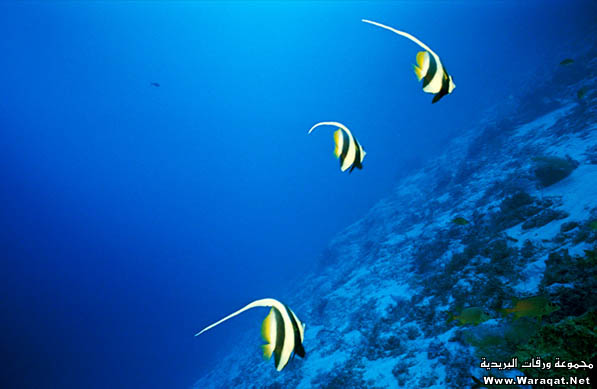 صور من اعماق البحار ....... صور رووووووعة Underwater_7