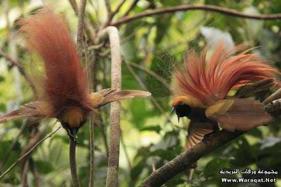 سبحان الله Birds2