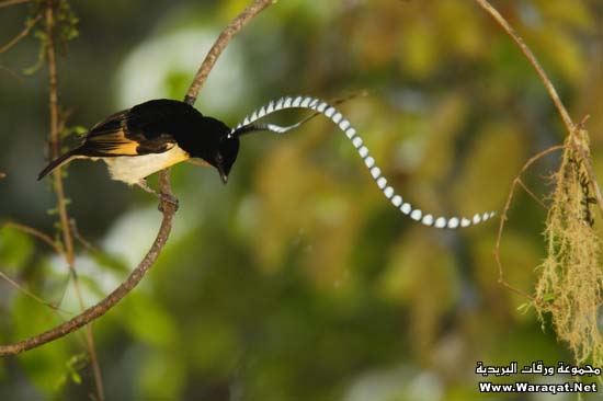 طيور غريبه تنزل قبل الفجر ........ ؟؟؟  Birds9