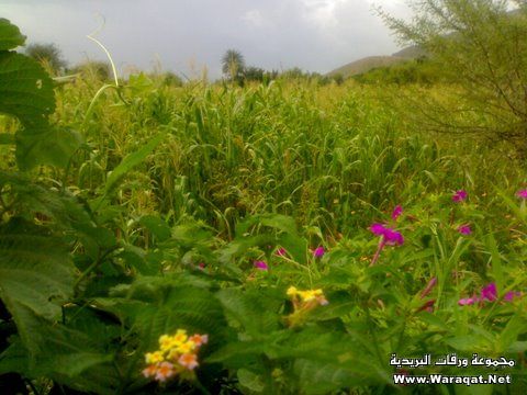 وادي الضباب – محافظة تعز اليمنية .. الطبيعة البكر والجمال ال Dhabab-valley47