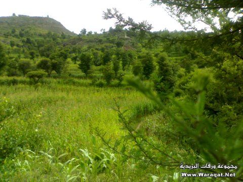 وادي الضباب – محافظة تعز اليمنية .. الطبيعة البكر والجمال الأخاذ Dhabab-valley74