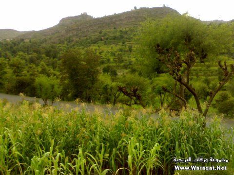 وادي الضباب – محافظة تعز اليمنية .. الطبيعة البكر والجمال ال Dhabab-valley81