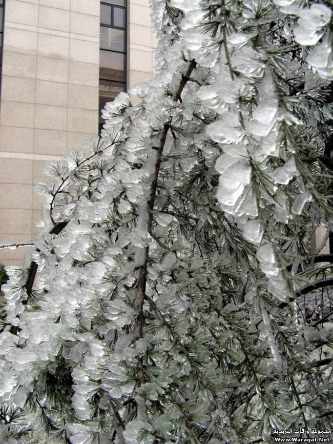 بعد هطول المطر وتجمده