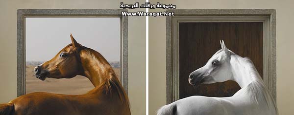 جمال الخيل Horse13