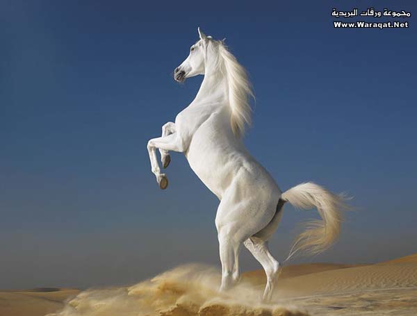 جمال الخيل Horse2