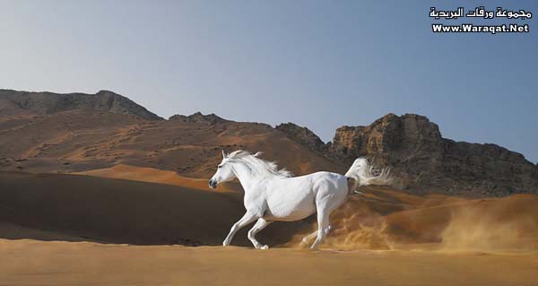 جمال الخيل Horse4