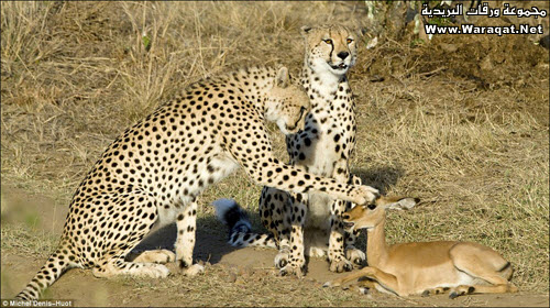 يا سلام علي الدلع Leopards4