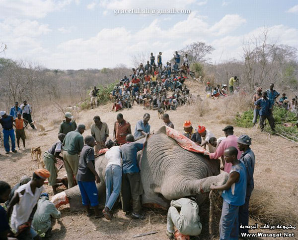 ماذا يفعلون في زمبابوي إذا مات الفيل African_elephant3