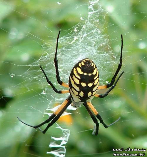 العنكبوت والملحد !...... جميييييل جدأً (إعجاز ربّاني)‎ Spider_qs4