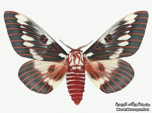 Butterfly Frashat_rw3h7