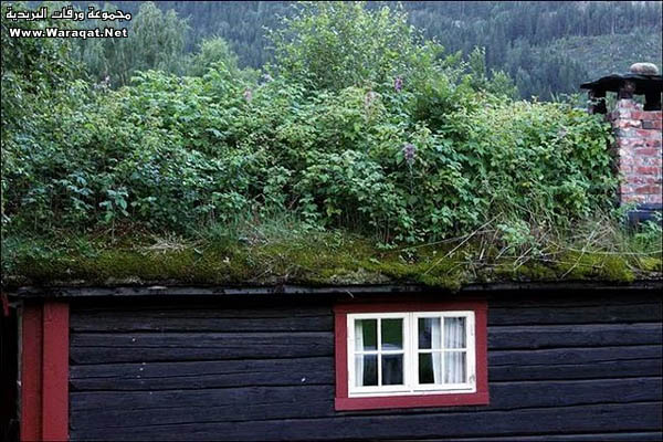 نبات الغرب غريب Norwegian_Roof2