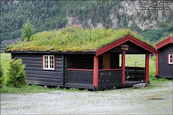 نبات الغرب غريب Norwegian_Roof4