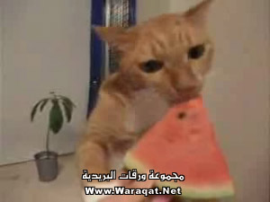 قطوه  تاكل جح Cat_ge7