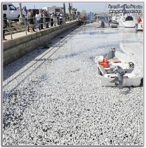 تأثير التسونامي الذي ضرب اليابان في نفوق الاسماك في كالفورنيا Fesh_japan14