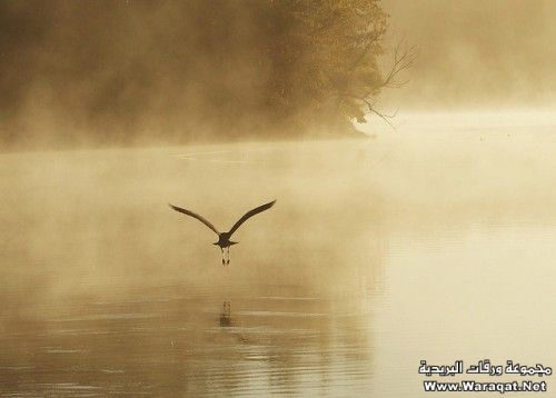 ٣٤ صورة من أروع وأجمل الصور الملتقطة للطيور رقم 2 ByJman10