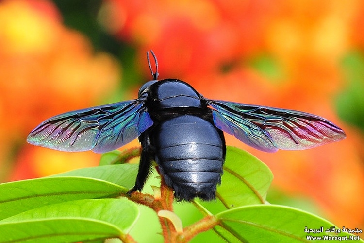 حشرات عجيبة " سبحان الخالق" Colourful_wings