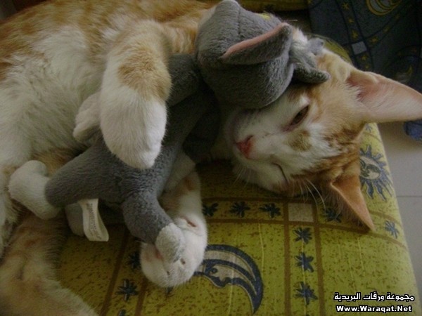 صور طريفة لقطط تلهو بين الألعاب … (٣٤ صورة) Cats-and-toys161