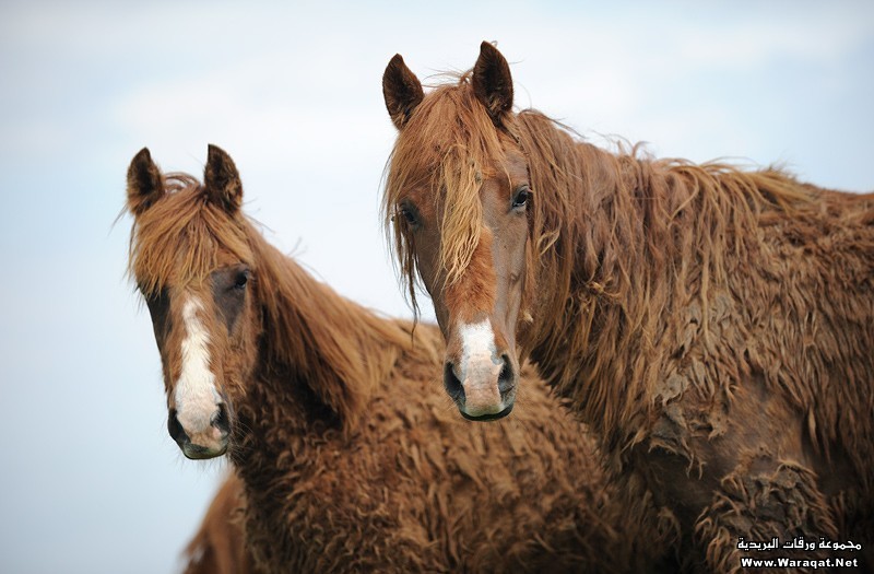 احدث صور خيول رائعه الجمال2014 Horses3