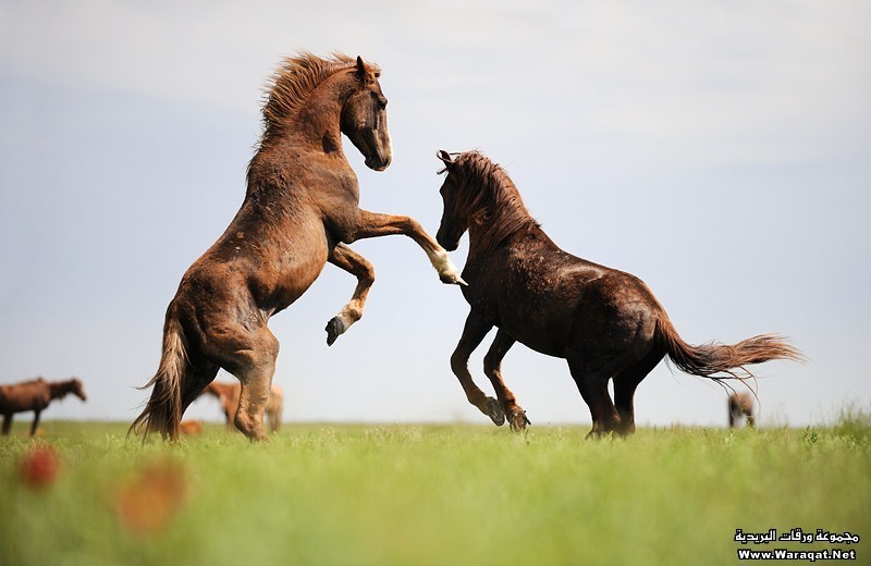 احدث صور خيول رائعه الجمال2014 Horses4