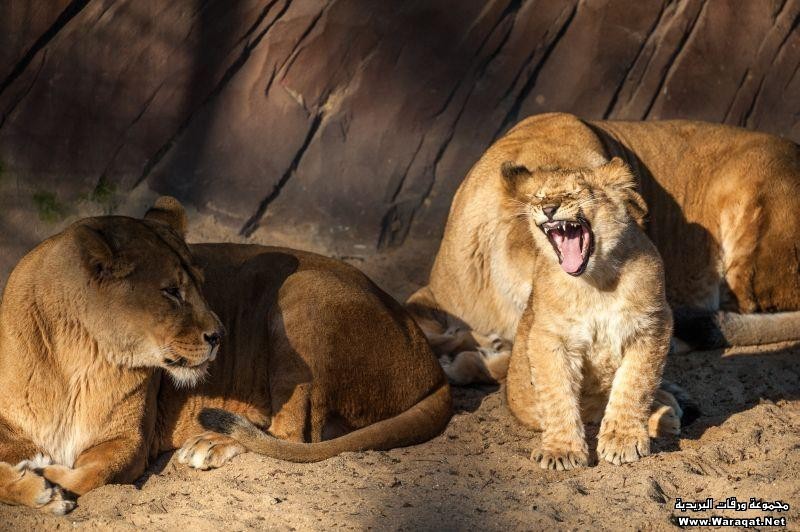 صور جميلة للبؤة تلهو وتلعب مع صغارها … Lion5