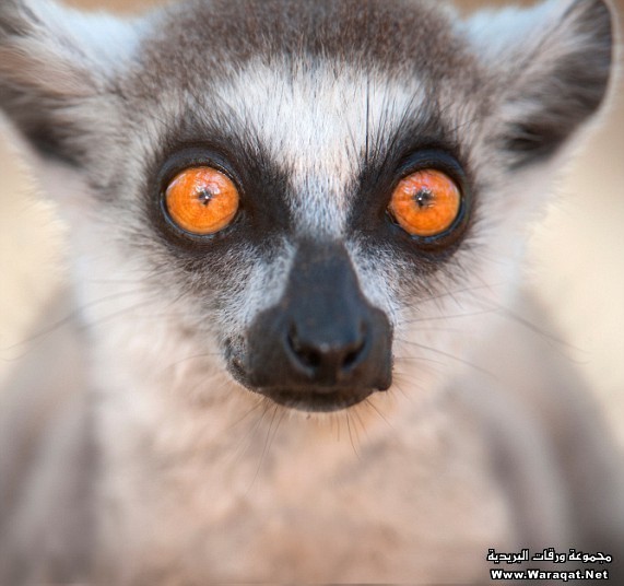 يعتبر هذا الحيوان من الحيوانات المهددة بالانقراض , ويعيش في مدغشقر وجزر القمر Lemur10