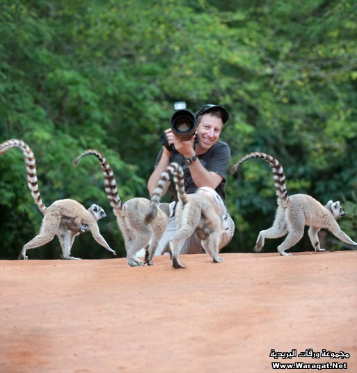 يعتبر هذا الحيوان من الحيوانات المهددة بالانقراض , ويعيش في مدغشقر وجزر القمر Lemur14