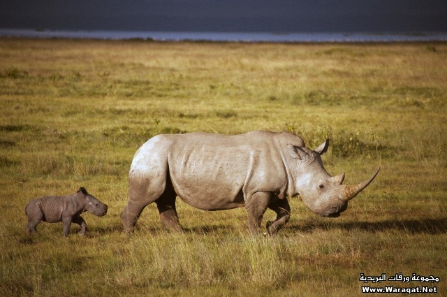 صور جميلة لوحيد القرن Rhinoceros6