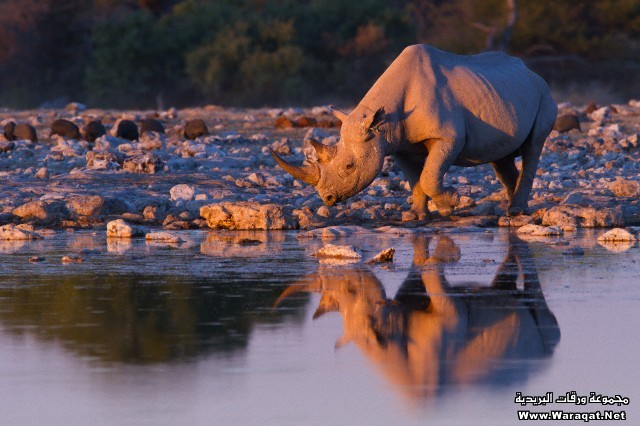 صور جميلة لوحيد القرن Rhinoceros8