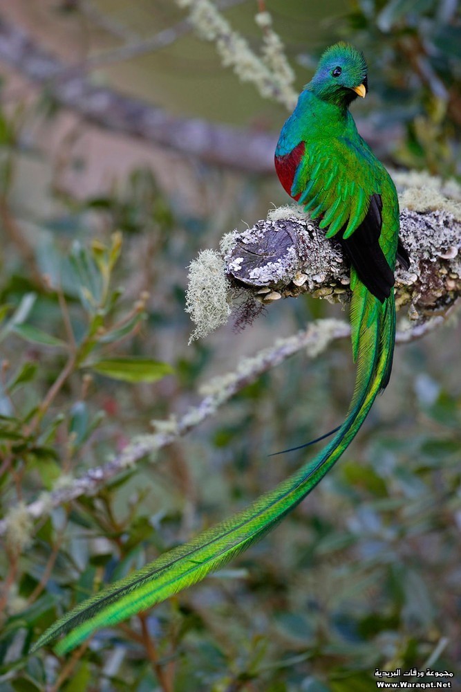 طير الكيتسال الملون Quetzal9