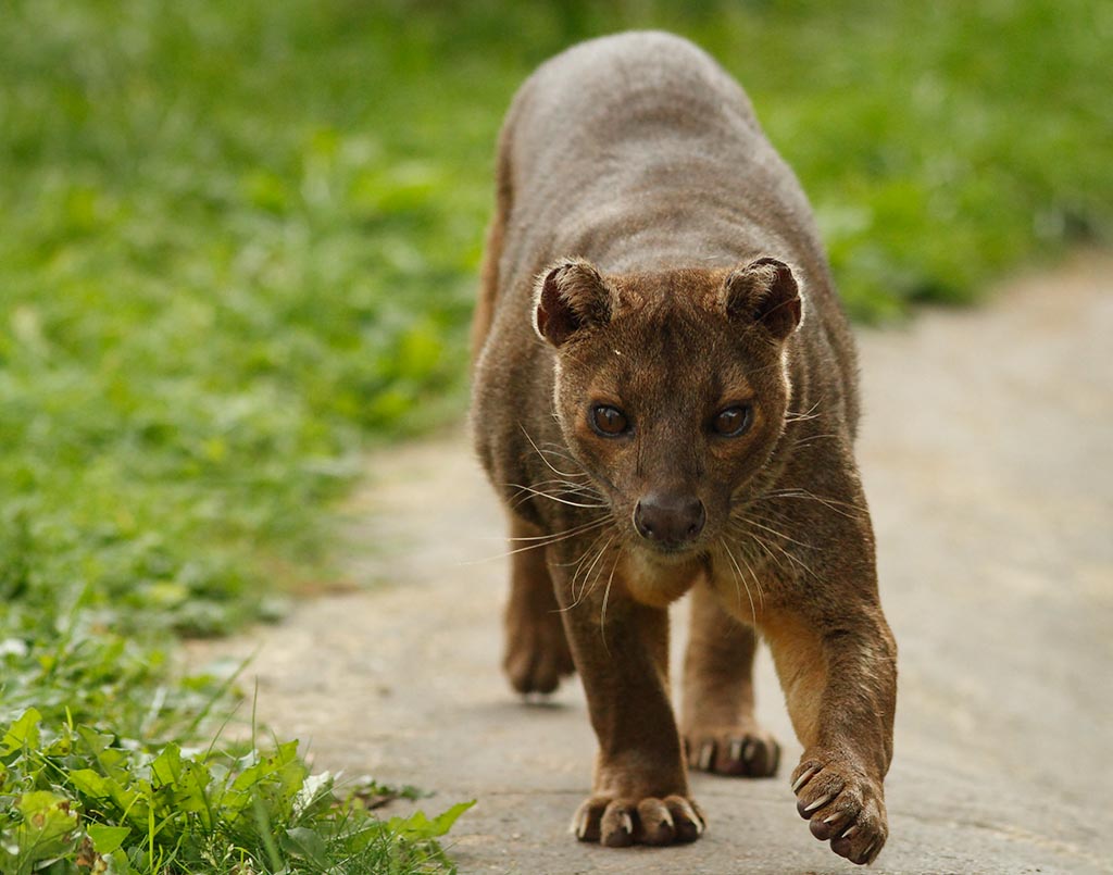 Le vivant, c'est trop cool ! (faune, flore, etc.) - Page 5 Capt%20an%20Fossa_006_17-10-11