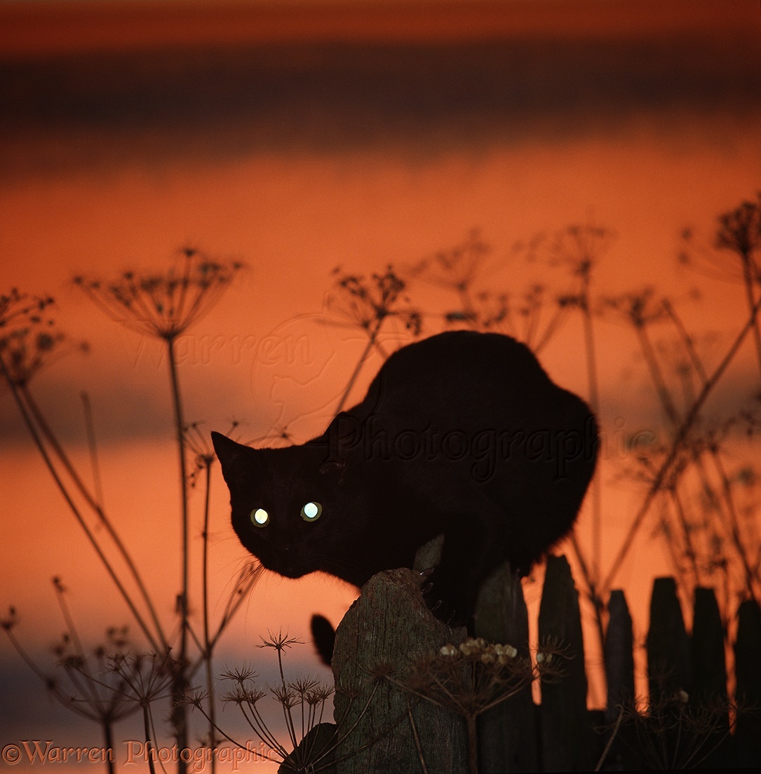 тrιвe oғ eɴdleѕѕ нυɴтιɴɢ 02191-Black-Cat-eyes-at-sunset